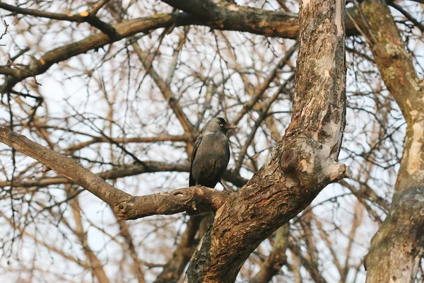 Coloeus Monedula Oiseau Sur Arbre Dans Parc — Photo