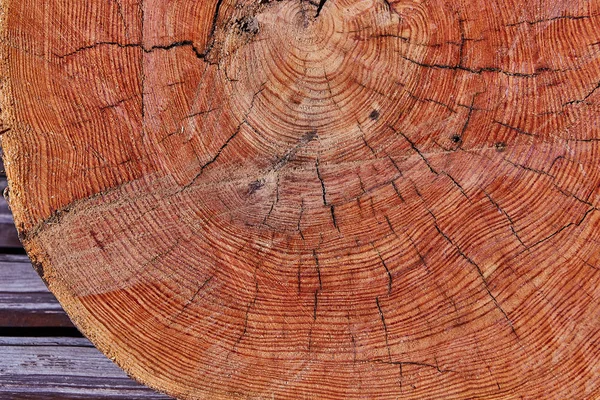 Cem Anos Idade Árvore Cortada Textura Log Usado Como Bandeja — Fotografia de Stock