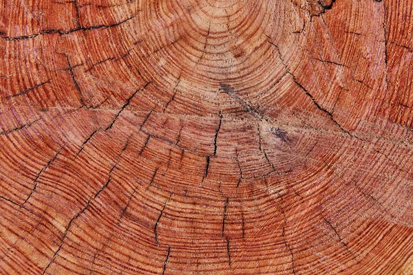 Cem Anos Idade Árvore Cortada Textura Log Usado Como Bandeja — Fotografia de Stock