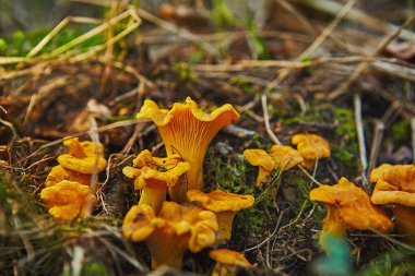 ormanda büyüyen chanterelles büyük grup