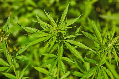 Yeşil taze marihuana yaprağı deseni