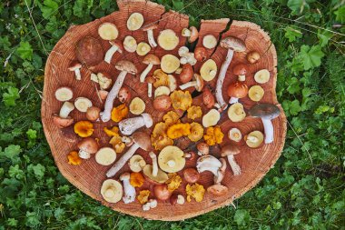 Ahşap tabak karışık orman çoğunlukla suillus, leccinum ve Cantharellus cibarius mantar