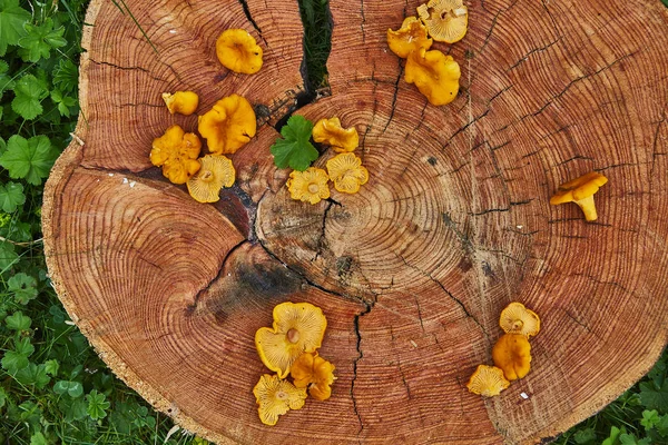 Wilde Pfifferlinge Auf Holzteller Grünen Gras Serviert — Stockfoto