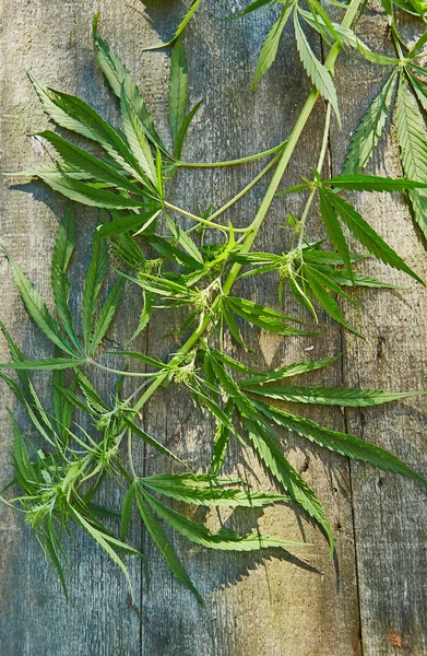 Raccolta Del Concetto Marijuana — Foto Stock