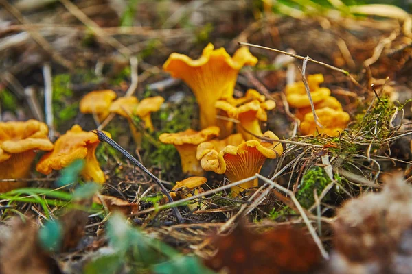 Chanterelles 在森林中生长 — 图库照片