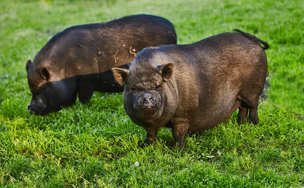 Porcs Gros Ventre Mignon Sur Pré Gratuit Ferme Privée — Photo