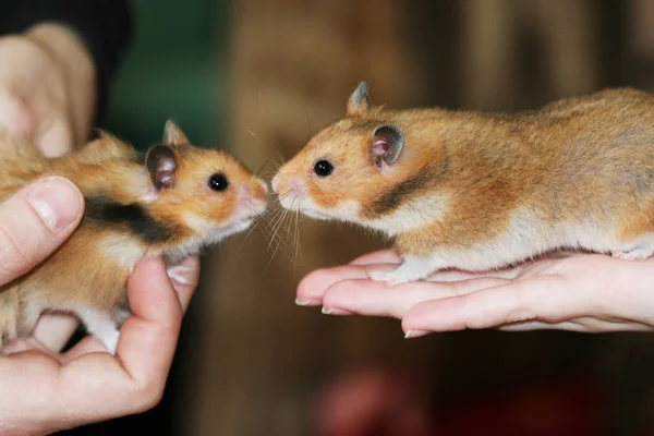 Deux Hamsters Comme Autre Moment Romantique Mignon — Photo