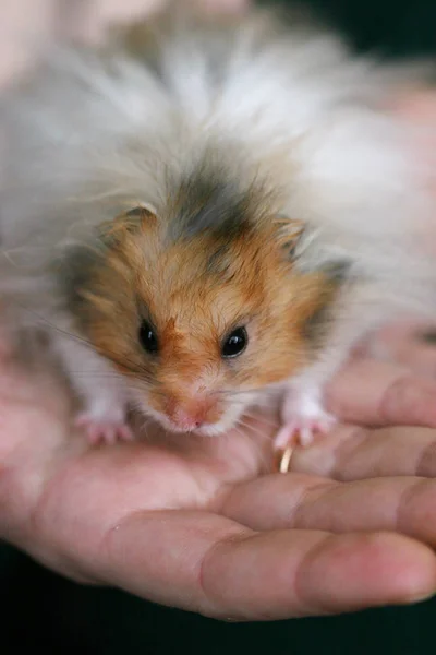 Sehr Flauschiger Süßer Syrischer Hamster Den Händen Seiner Besitzer — Stockfoto