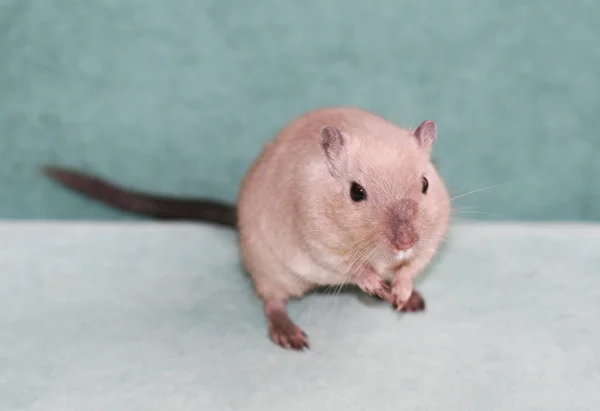 啮齿类动物展览上的可爱的沙鼠 — 图库照片