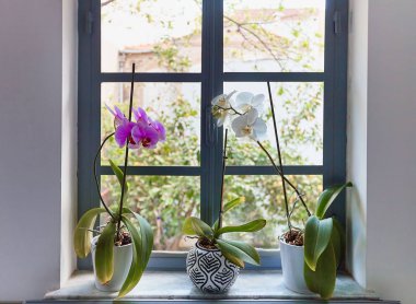 Sarı ile kötü görünümlü orchides ihtiyacı olan bakımı bırakır