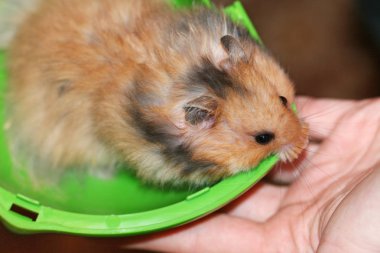 Kabarık Suriye hamster yüzünü kapatmak