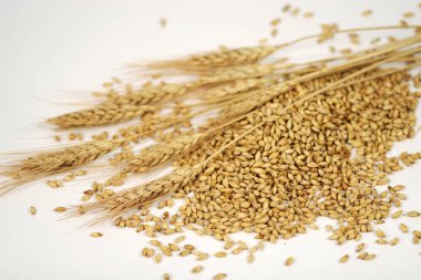 Malt tohumlar üzerinde beyaz portre