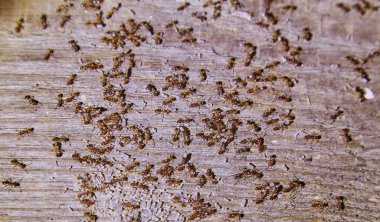 Woods evin içinde karıncalar