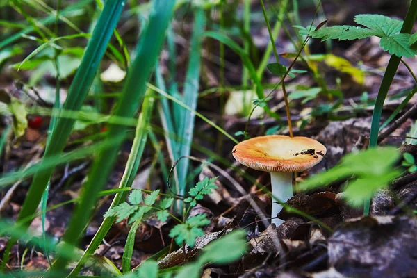 Russula Seta Comestible Crece Bosque — Foto de Stock