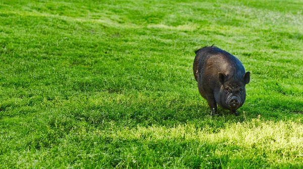 Lindos Cerdos Gordos Con Vientre Prado Libre Granja Privada — Foto de Stock