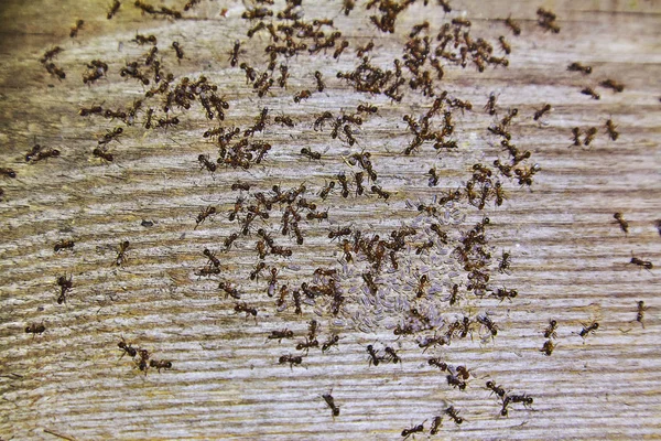 Formigas Dentro Madeiras Casa — Fotografia de Stock