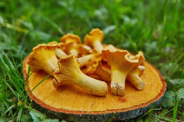 Orman vahşi chanterelles yeşil çim ahşap tabakta