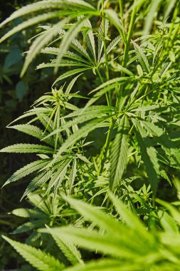 Yeşil taze marihuana yaprağı deseni