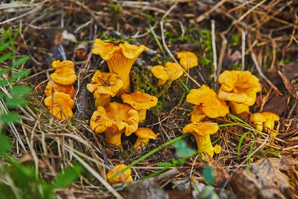 Große Gruppe Von Pfifferlingen Wächst Wald — Stockfoto