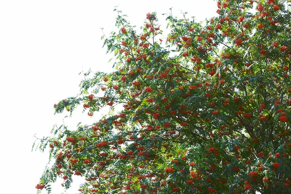 Rowan Tree Big Amount Berries — Stock Photo, Image