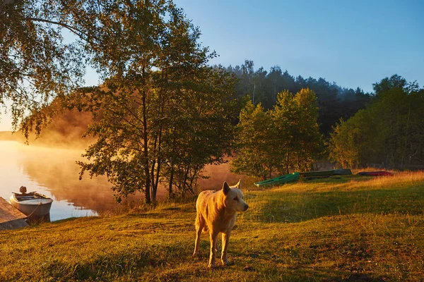 Paseo Matutino Con Husky Blanco Viejo Cerca Del Lago Niebla — Foto de Stock