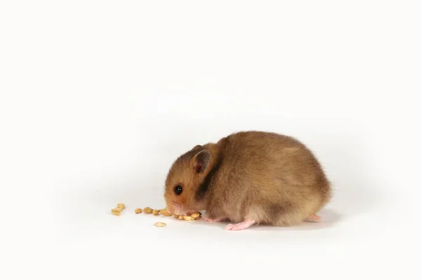 Hamster Sírio Sobre Fundo Branco — Fotografia de Stock