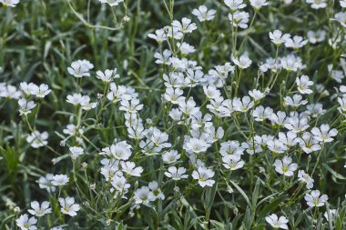Sözde snow-in-summer çiçek crastium tomentosum