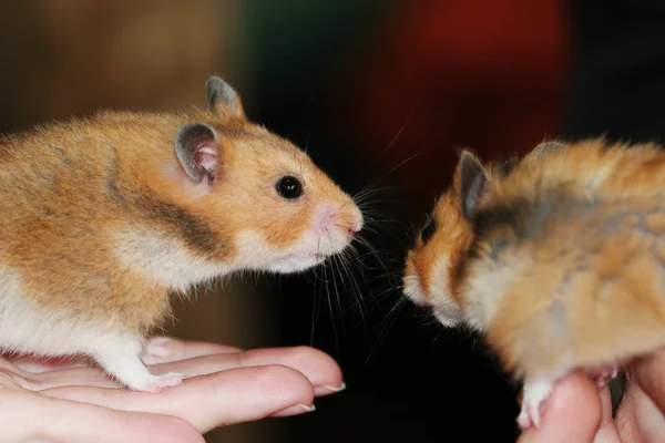 Dois Hamsters Gostam Outro Momento Romântico Bonito — Fotografia de Stock