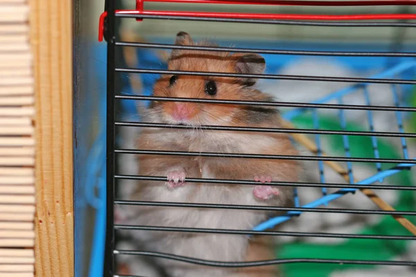 Suriye Hamster Kafes Üzerinde — Stok fotoğraf