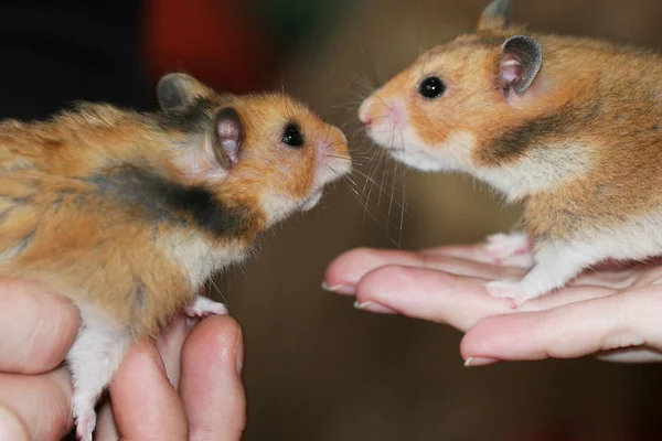 Dois Hamsters Gostam Outro Momento Romântico Bonito — Fotografia de Stock