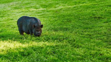 Şirin şişko göbekli domuzlar üzerinde özel çiftlik ücretsiz çayır