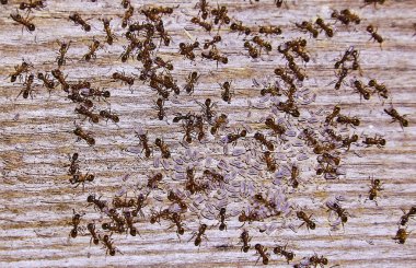 Woods evin içinde karıncalar