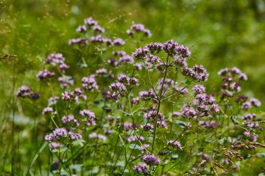 Vahşi origanum ormanda çiçek açan