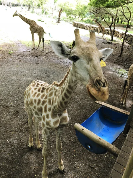 Giraffe in contact zoo at Mauritius