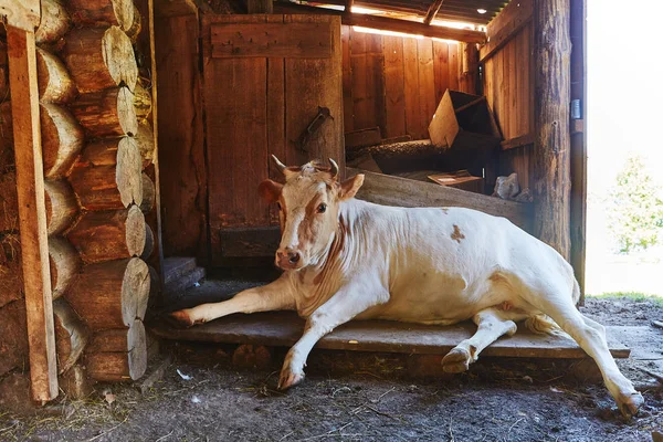 Happy cow in willage house barn is laying sleeping and relaxing