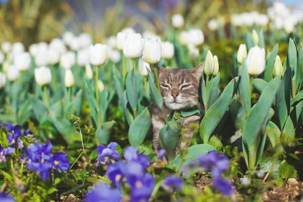 Views Istanbul Cat Resting Tulips — Stock Photo, Image