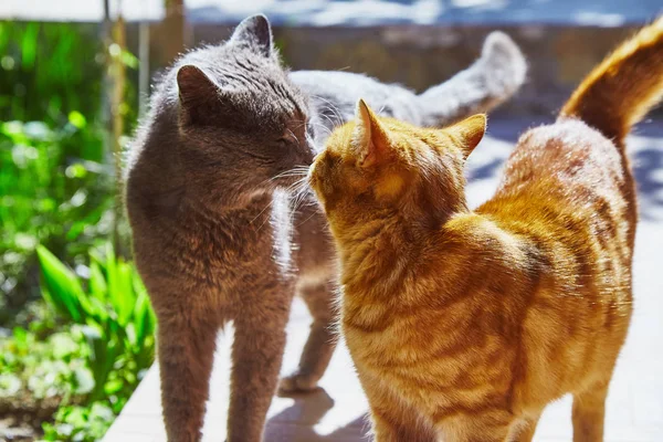 Csók Egymást Nap Két Macska — Stock Fotó