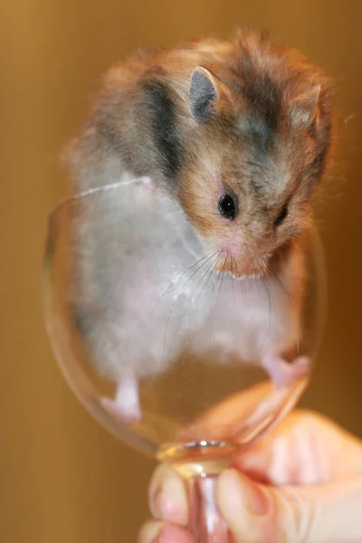 叙利亚仓鼠在酒杯内搞笑的时刻 — 图库照片