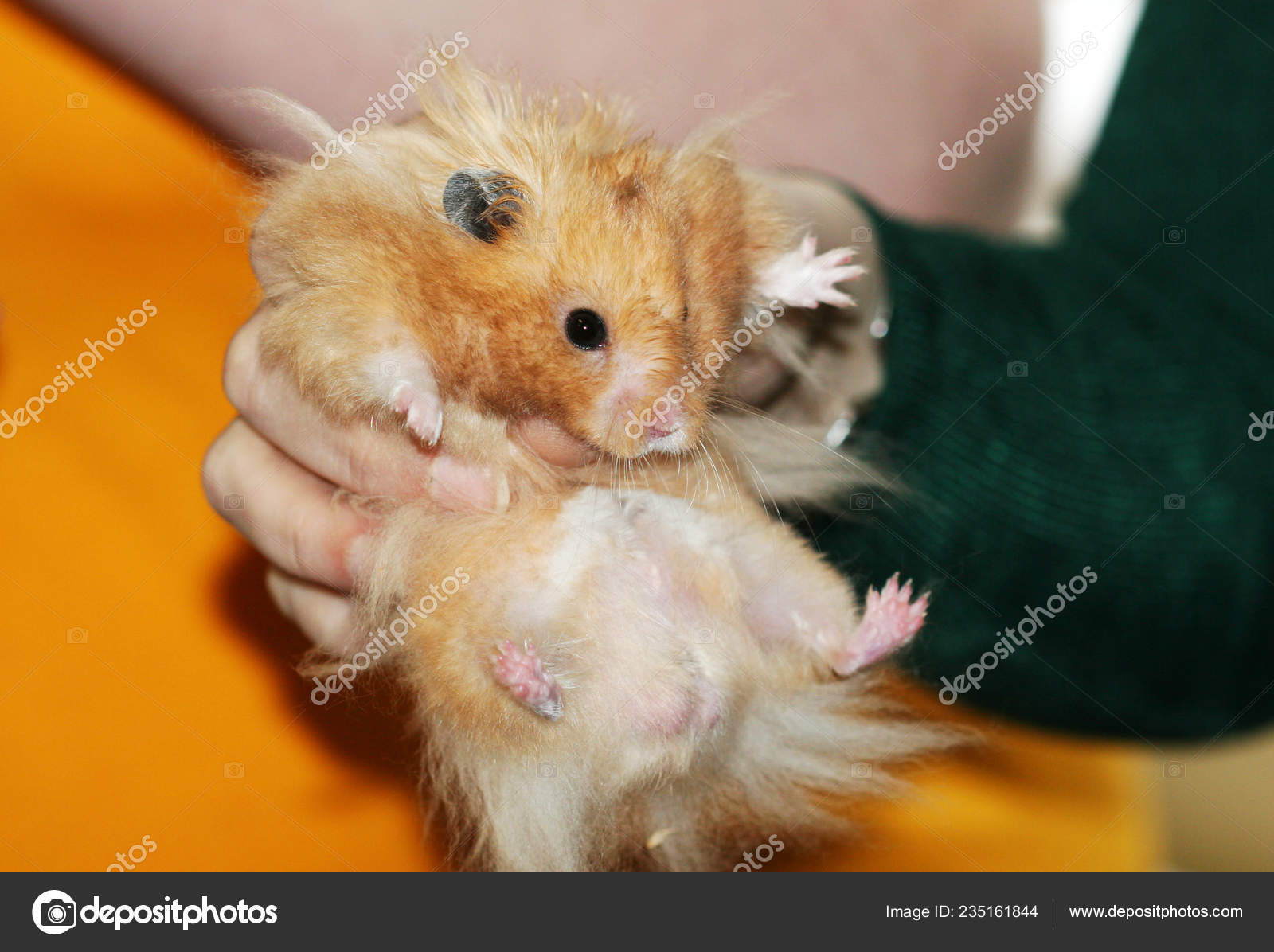 hamster hands