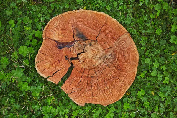 Estructura Tronco Cortado Árbol Cien Años Antigüedad Utilizada Como Bandeja — Foto de Stock