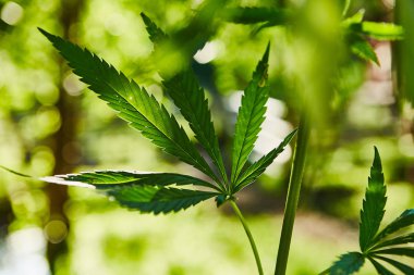 Yeşil taze marihuana yaprağı deseni