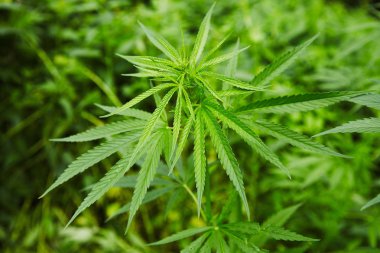 Yeşil taze marihuana yaprağı deseni