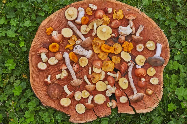 Prato Madeira Cogumelos Florestais Mistos Principalmente Suillus Leccinum Chanterelle — Fotografia de Stock