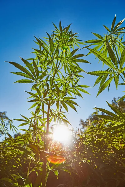 Schönes Stillleben Mit Kopierraum Von Marihuana Pflanze Auf Blauem Himmelshintergrund — Stockfoto