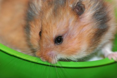 Kabarık Suriye hamster yüzünü kapatmak