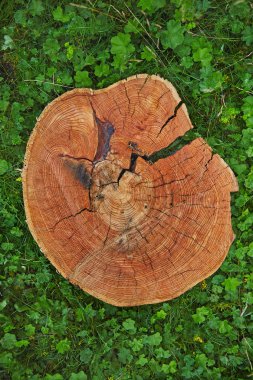 Mutfak tepsisi veya temel oda tasarımı için kullanılan yüz yıl yaşlı ağaç kesilerek günlük doku