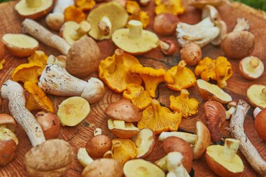 Ahşap tabak karışık orman çoğunlukla suillus, leccinum ve Cantharellus cibarius mantar