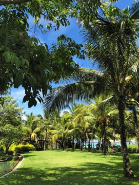 Bitkiler ve turist tarafından çekilmiş Mauritius bitkilerin ayrıntıları