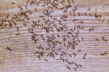 Woods evin içinde karıncalar