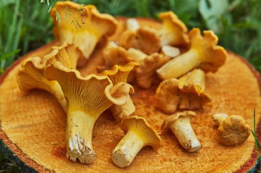 Orman vahşi chanterelles yeşil çim ahşap tabakta